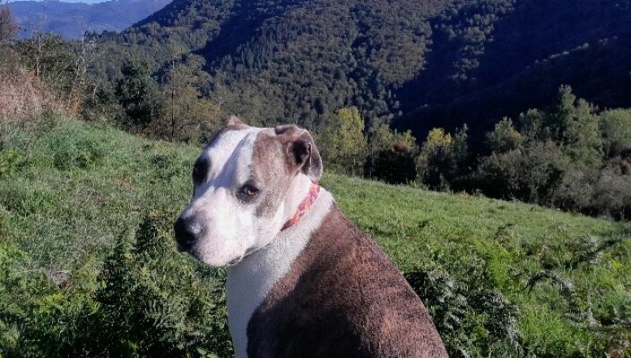 Lire la suite à propos de l’article Médiation canine avec Zola